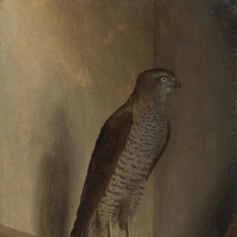 A Sparrowhawk